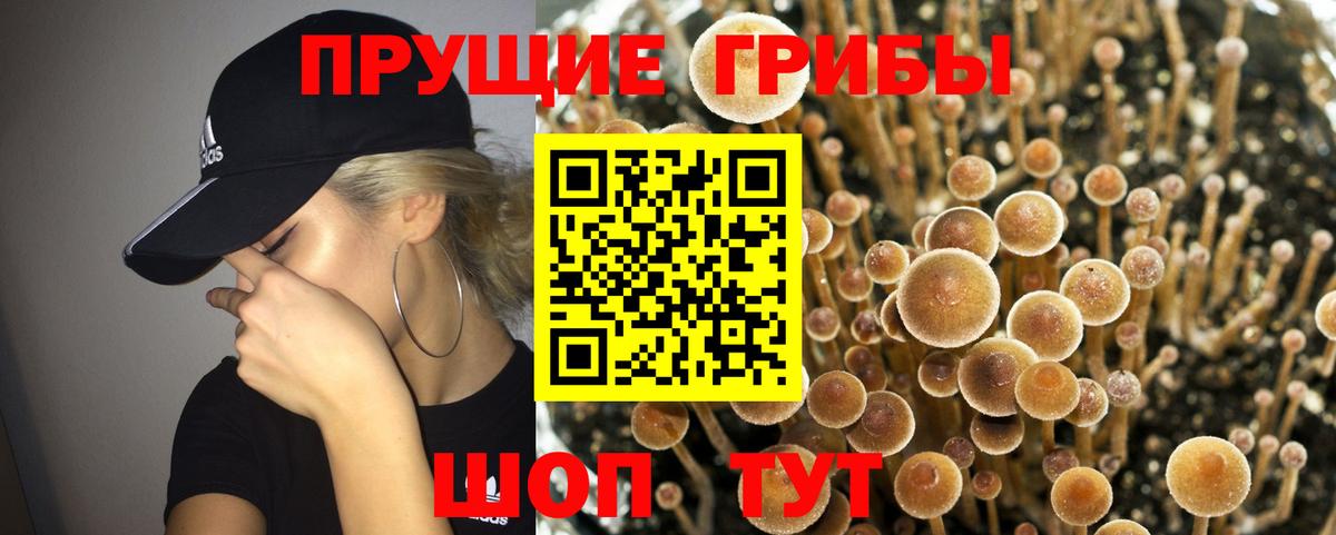 Галлюциногенные грибы Psilocybe Екатеринбург