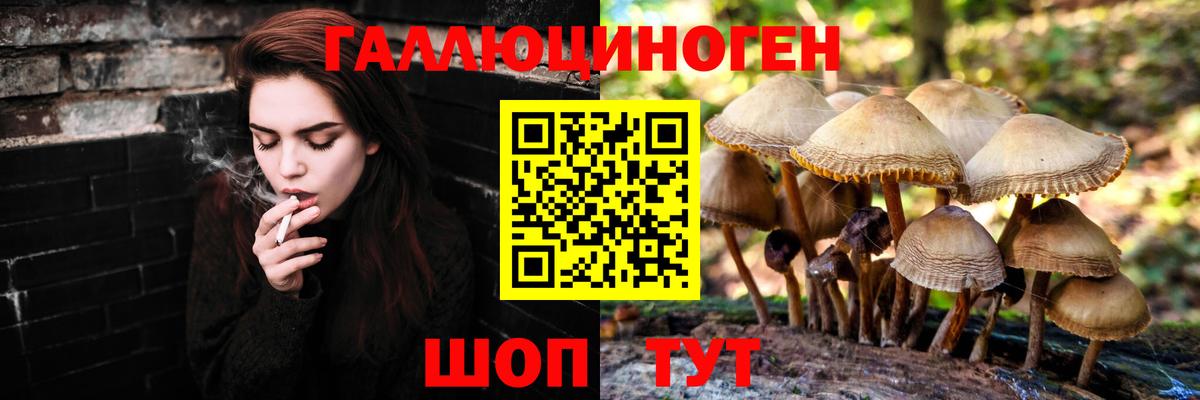 Галлюциногенные грибы Psilocybe Екатеринбург